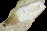Rooted Mosasaur (Prognathodon) Tooth - Morocco #150163-1